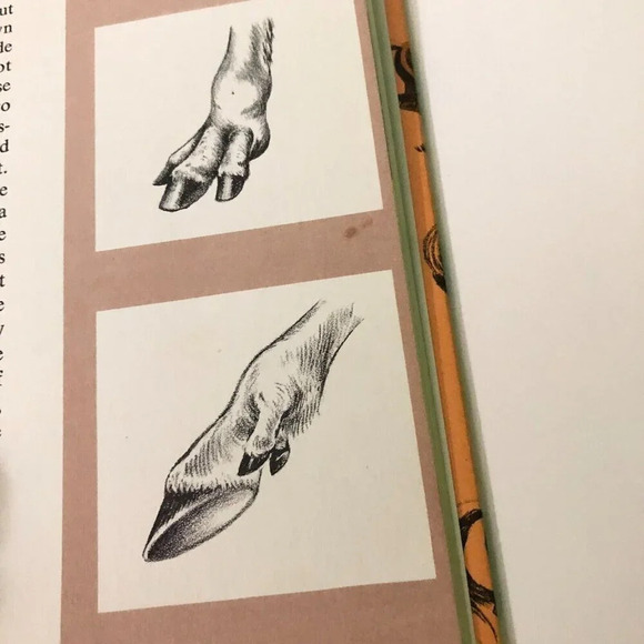 Vintage  1965 The History of the Horse by William DuPuy Hardcover Book - Picture 12 of 16